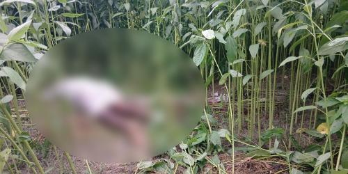 টাঙ্গাইলে নিখোঁজ ব্যক্তির মরদেহ মিলল পাটখেতে