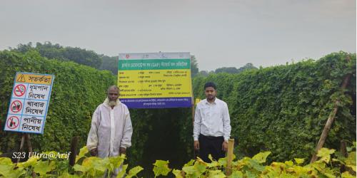 ধামরাইয়ে মালচিং পদ্ধতিতে চাষাবাদে ভাগ্য বদল কৃষকের