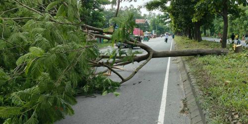 সীতাকুণ্ডে মহাসড়কে গাছ কাটার ঘটনায় মামলা, গ্রেপ্তার ২
