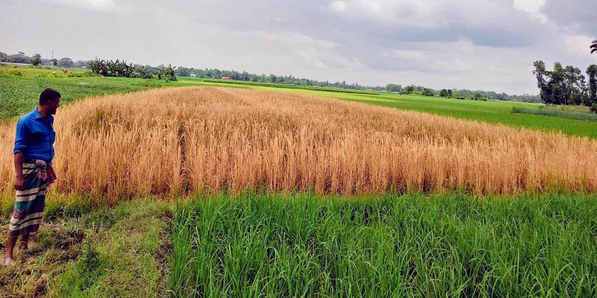 এক রাতেই শেষ মৌসুমের ফসল
