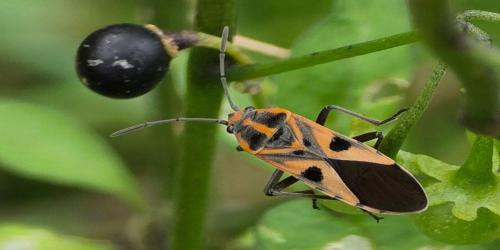 নকশাদার উল্কি গান্ধিপোকা