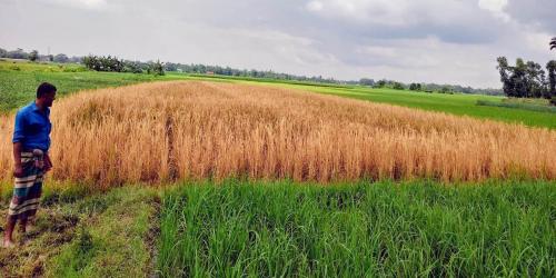 এক রাতেই শেষ মৌসুমের ফসল