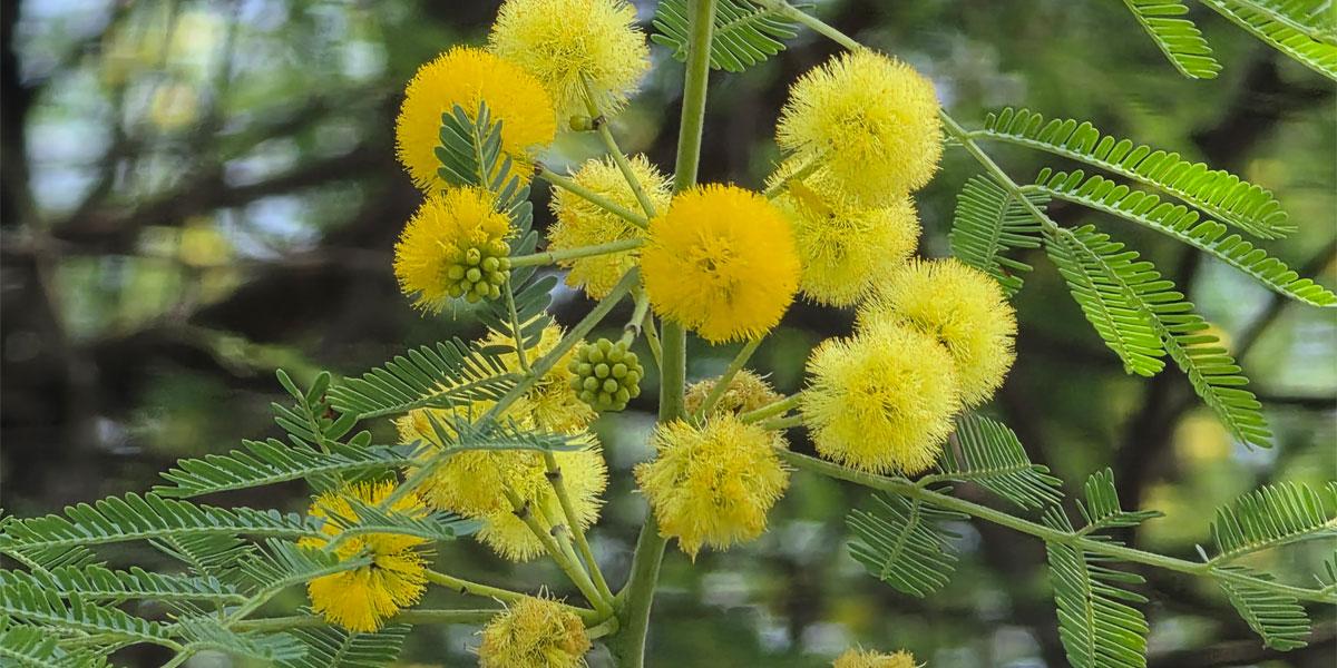 উদাস করা বাবলা ফুল