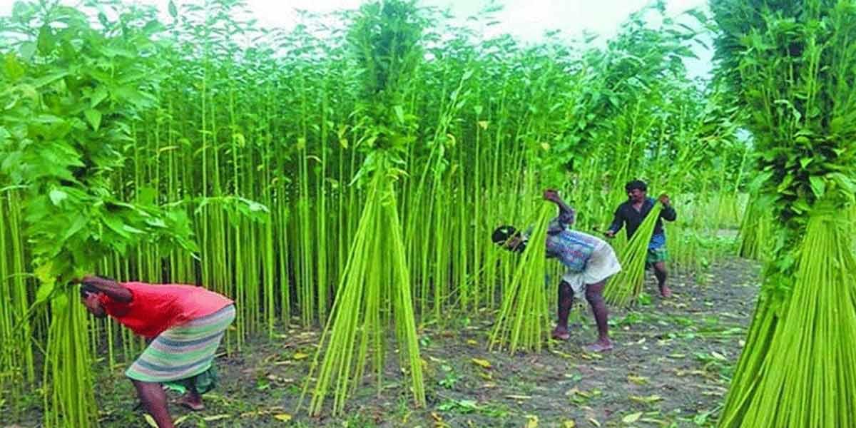 কুষ্টিয়ায় পানির অভাবে বিপাকে পাটচাষিরা