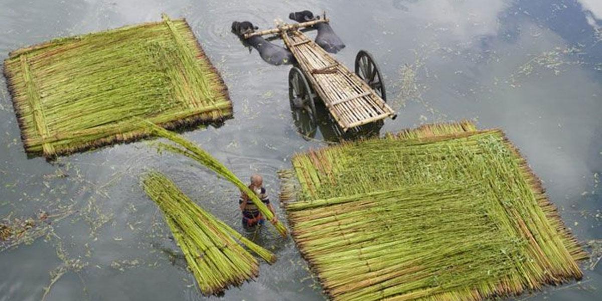 জয়পুরহাটে কমেছে পাট চাষ, জাগ দেওয়াই মূল সংকট