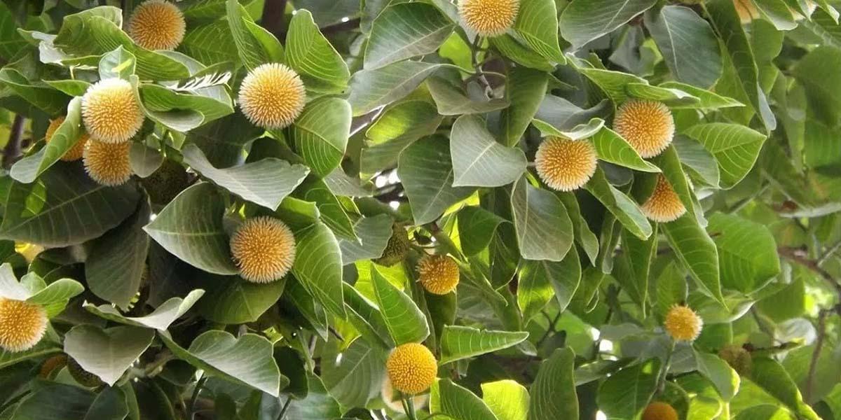 মেঘদূতের বার্তা নিয়ে আসে কদম