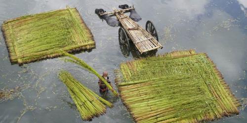 জয়পুরহাটে কমেছে পাট চাষ, জাগ দেওয়াই মূল সংকট