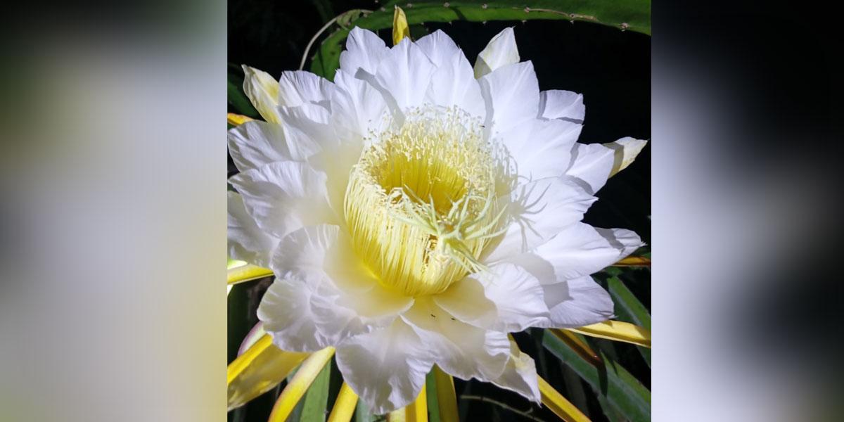 রাতের রানিতে সেজেছে পেকুয়ার পাহাড়