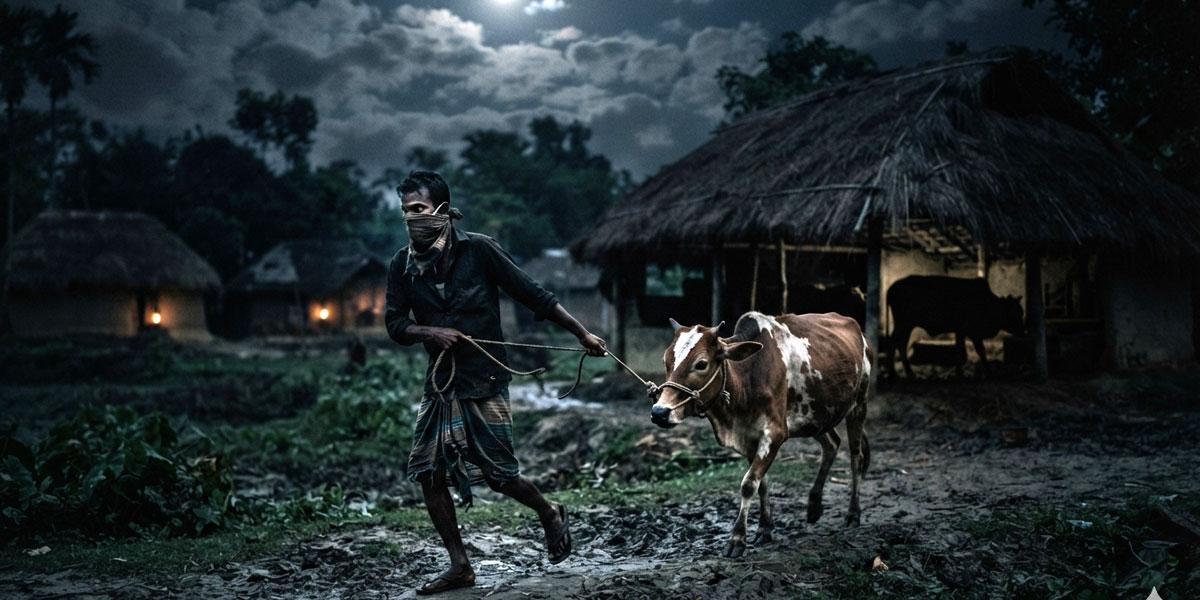 ঈশ্বরগঞ্জে একরাতে ১০ গরু চুরি, আতঙ্কে কৃষক