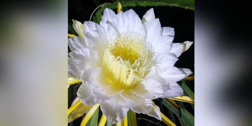 রাতের রানিতে সেজেছে পেকুয়ার পাহাড়
