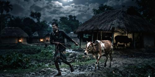ঈশ্বরগঞ্জে একরাতে ১০ গরু চুরি, আতঙ্কে কৃষক
