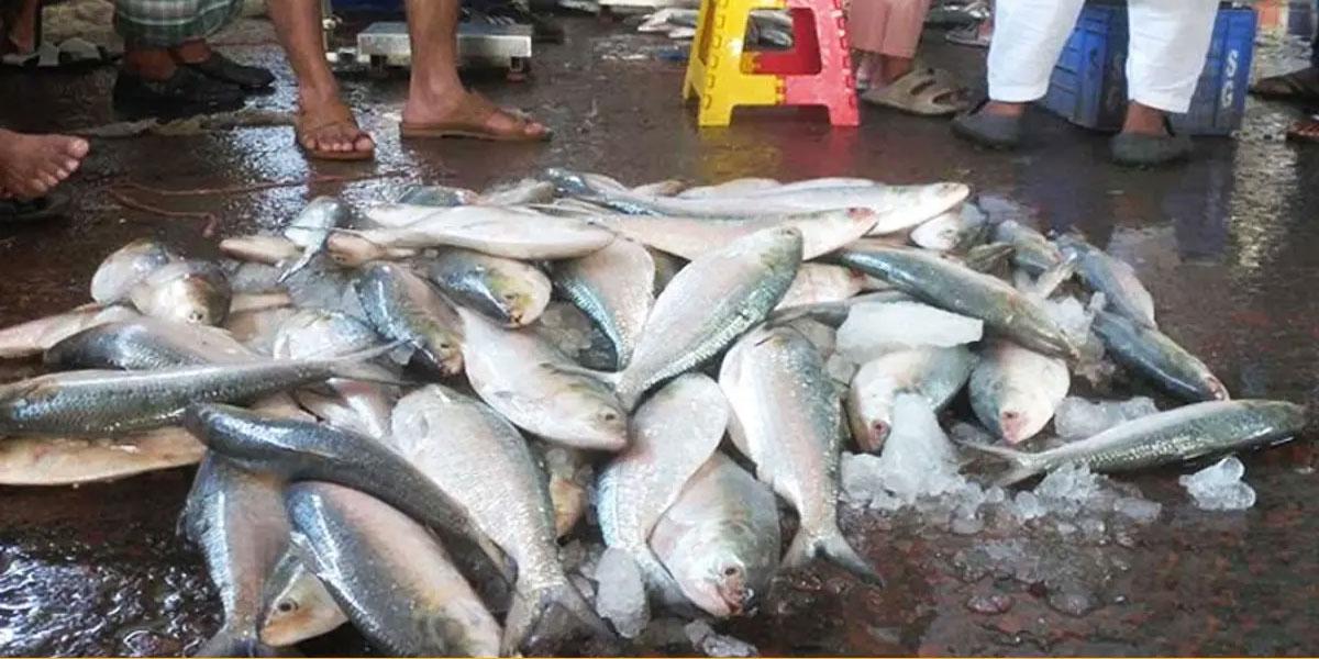 বরিশালে মাছের এলাকায় মাছের দাম চড়া