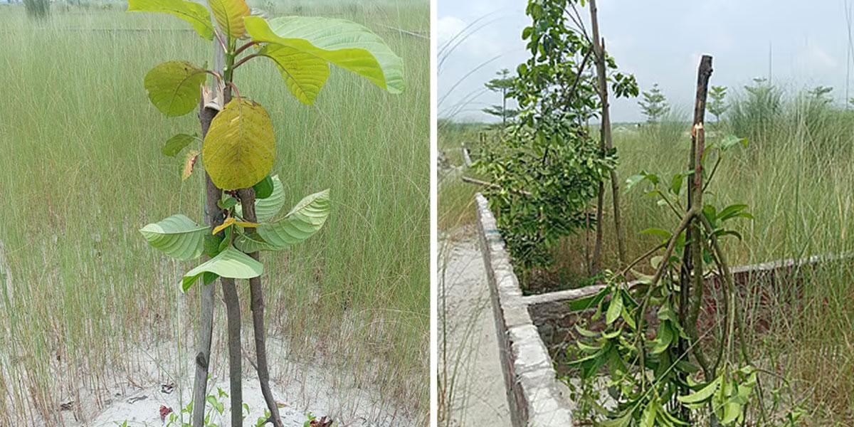 পূর্বাচল প্রবাসী পল্লী আবাসন প্রকল্পে শতাধিক গাছের চারা কর্তন, শাস্তি দাবি