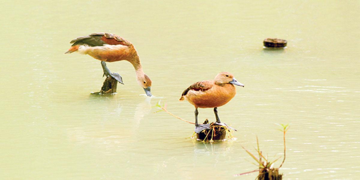 ছোট সরালির কথা