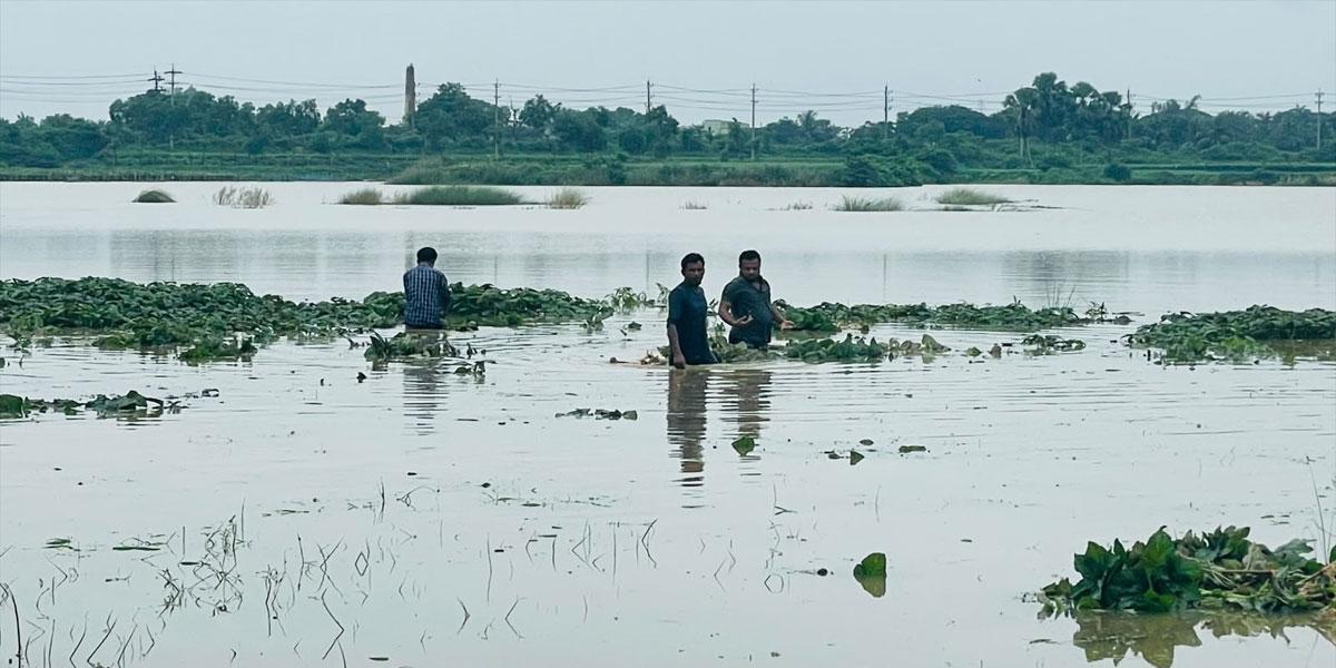 গোমতীর পানি বাড়ছে, কুমিল্লার চরাঞ্চলে তলিয়ে গেছে ফসল