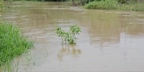 ফুঁসছে মুহুরি-কহুয়া-সিলোনিয়া, ফেনীতে বন্যার আশঙ্কা
