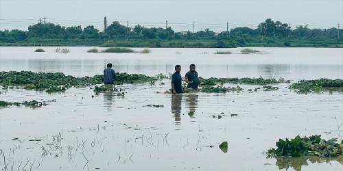 গোমতীর পানি বাড়ছে, কুমিল্লার চরাঞ্চলে তলিয়ে গেছে ফসল