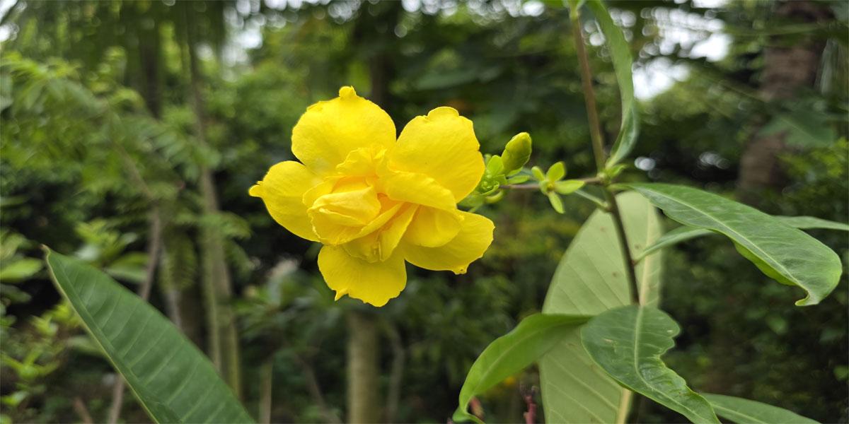 ডাবল পাপড়ির অলকানন্দা ফুল