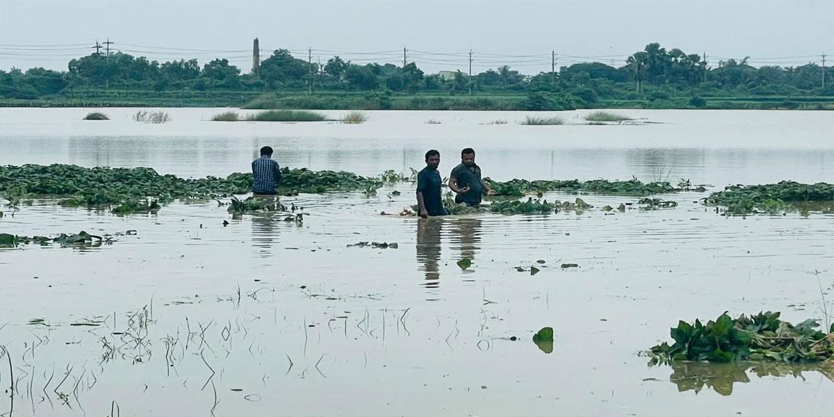 কুমিল্লায় পাহাড়ি ঢলে ভাসল কৃষকের স্বপ্ন
