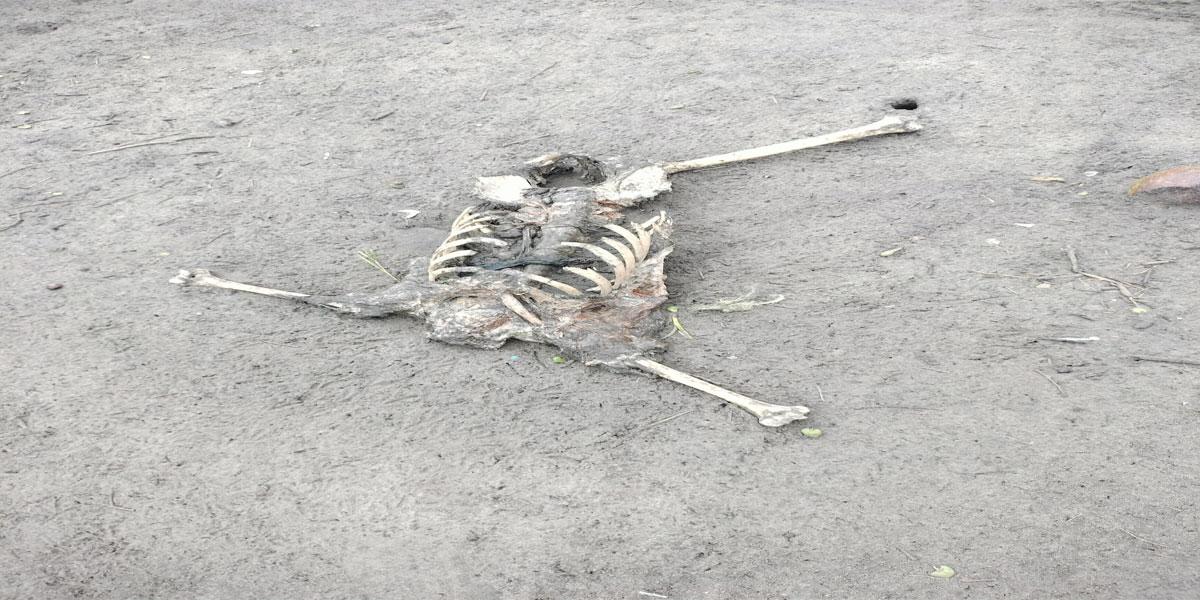 কক্সবাজারে সৈকতে গলিত কঙ্কাল