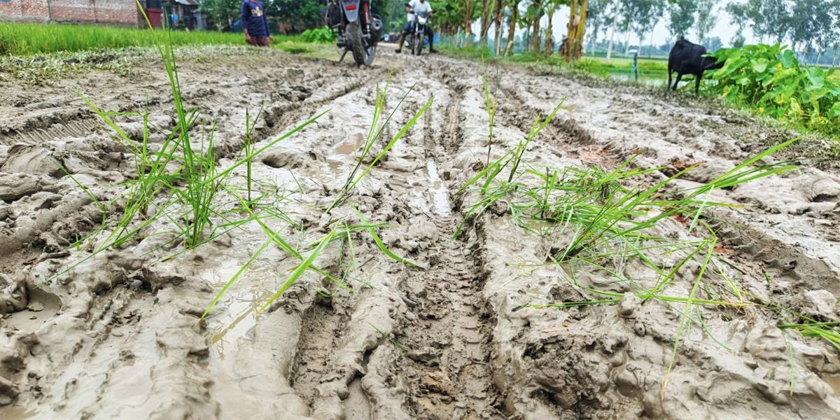 বীরগঞ্জে ধানের চারা রোপণ করে শিশুদের নীরব প্রতিবাদ