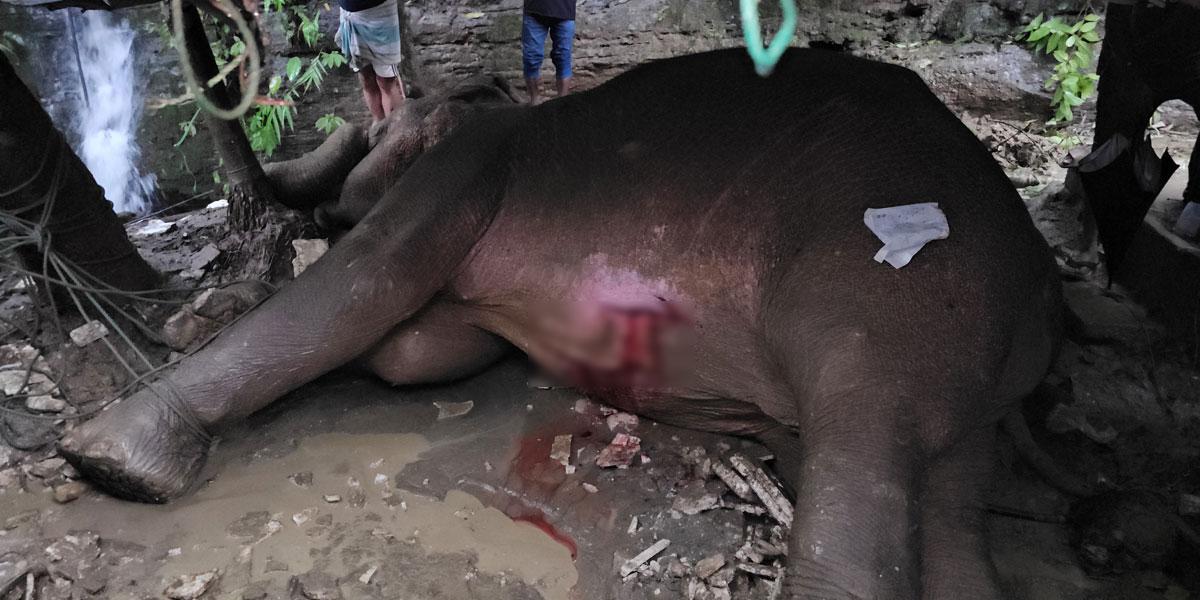 টেকনাফে ১০০ ফুট উঁচু থেকে পড়ে গেল হাতি, চিকিৎসা দিচ্ছে বনবিভাগ