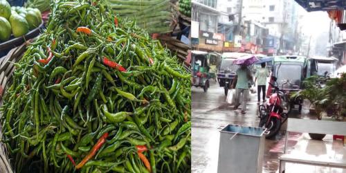 ঈশ্বরদীতে টানা বৃষ্টিতে কাঁচা মরিচের দাম দ্বিগুন