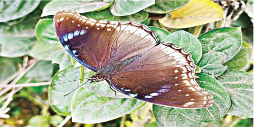 অপরূপা প্রজাপতি নীল পুনম