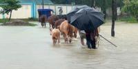 কক্সবাজারে বন্যায় ক্ষতিগ্রস্ত ৪৫ হাজার ৪৩৬ পরিবার