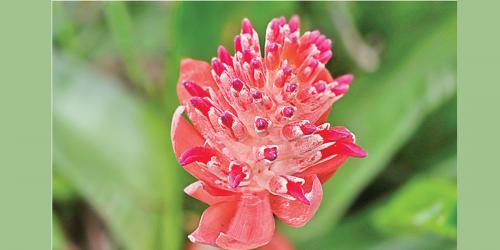 ব্রোমেলিয়াডের রূপের বাহার