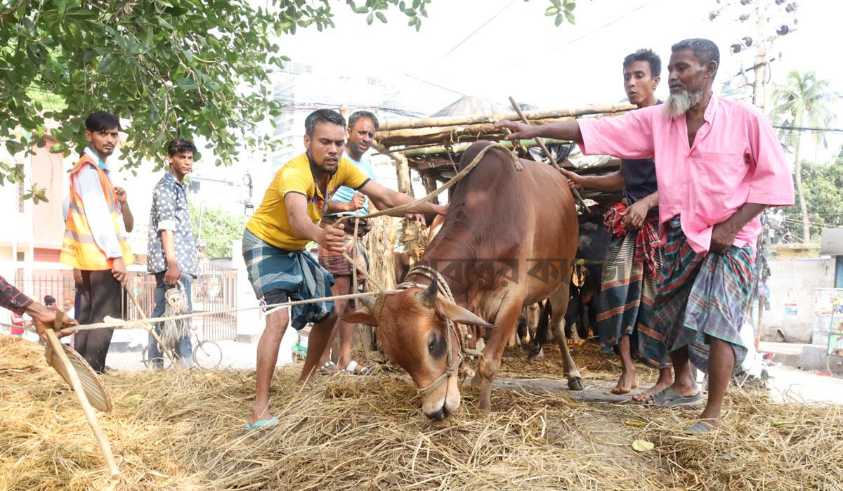 হাম