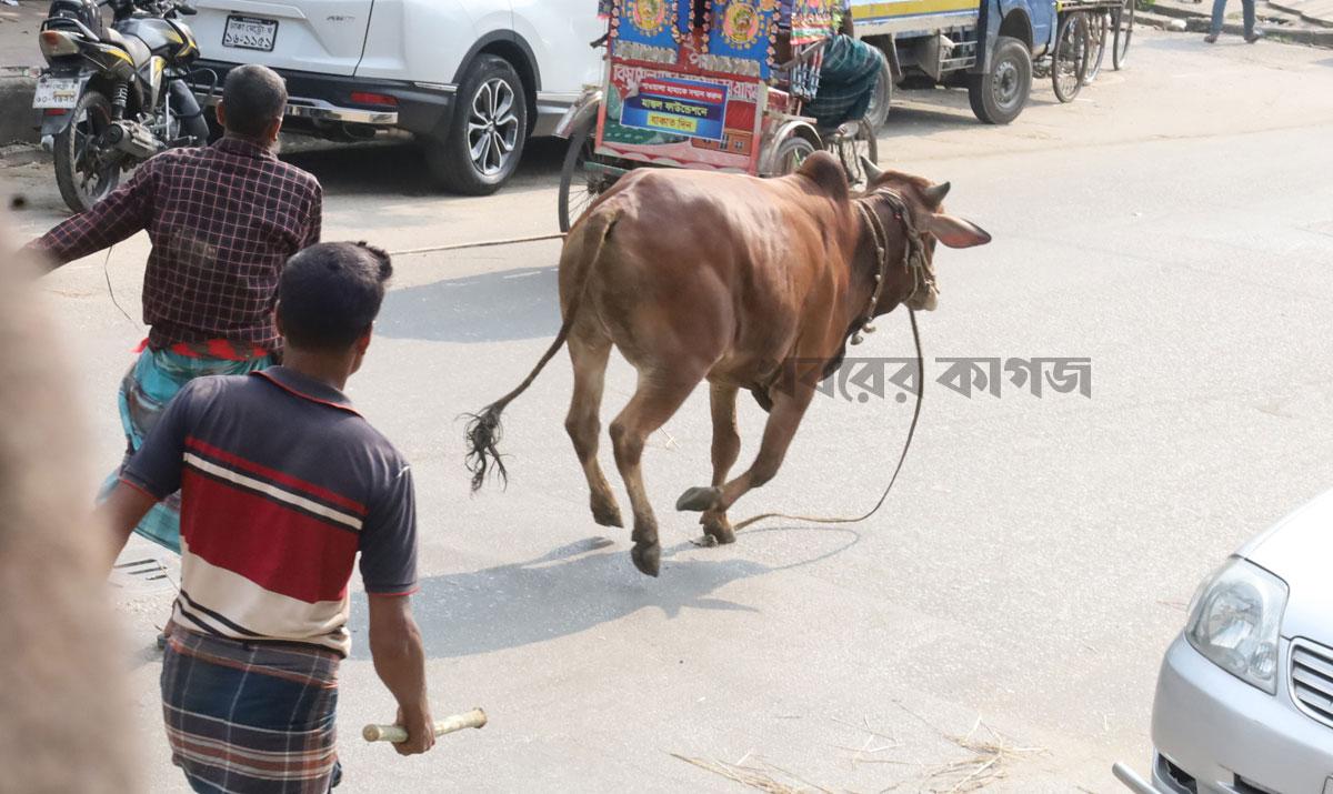 হাম