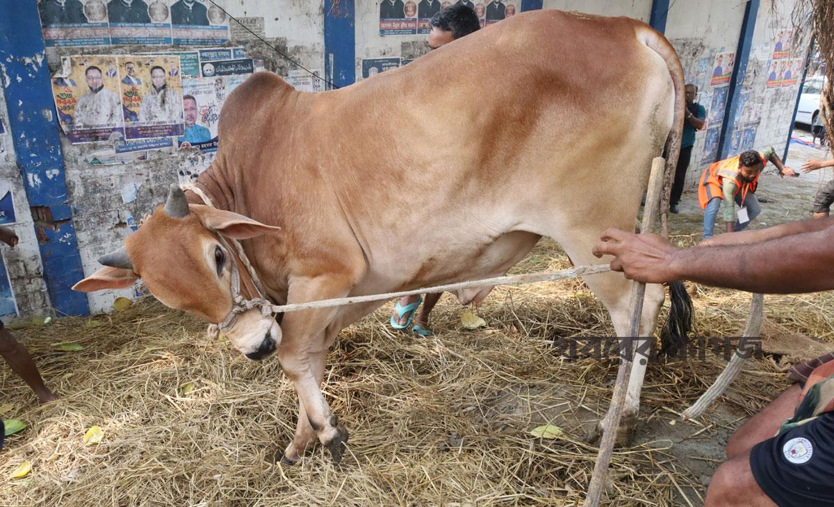 হাম