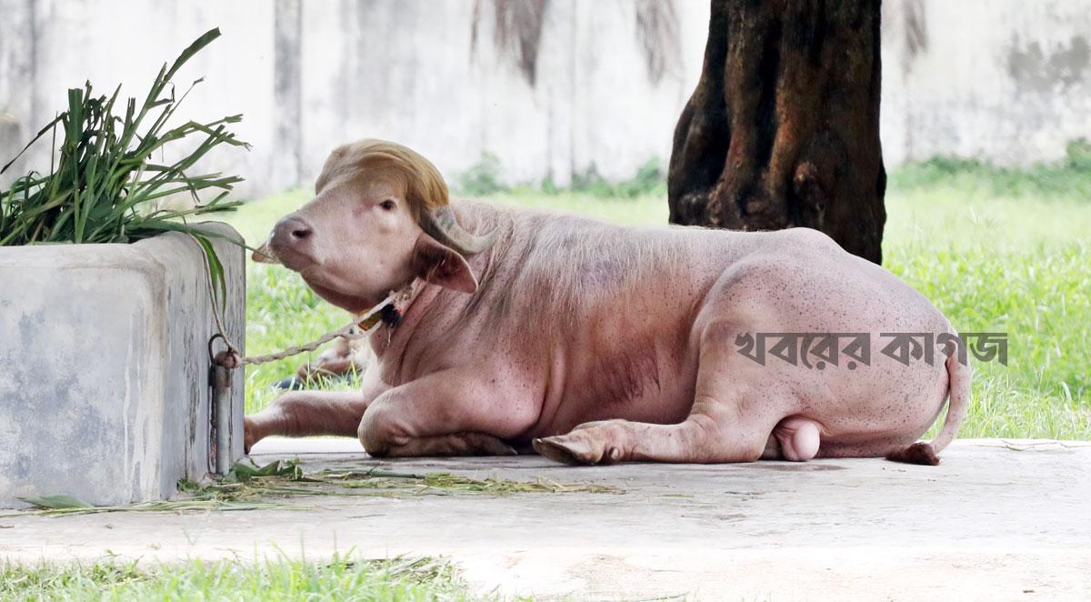 ২৯ মে ২০২৬
