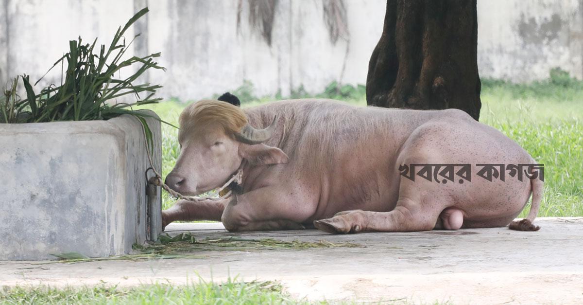 মহিষ