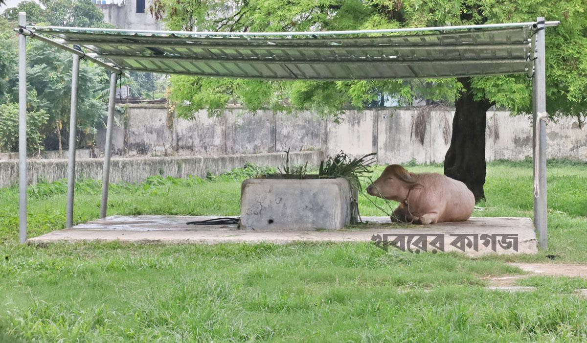মহিষ