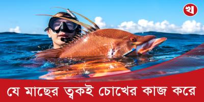 শরীরের ত্বক দিয়ে দেখতে পারে যে মাছ