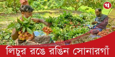 সোনারগাঁয়ে লিচুর বাম্পার ফলন, কেনাবেচা হতে পারে ৮ কোটি টাকা