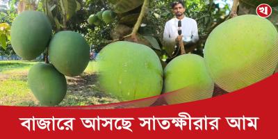 অপেক্ষার প্রহর শেষ, আজ থেকে বাজারে মিলবে সাতক্ষীরার আম