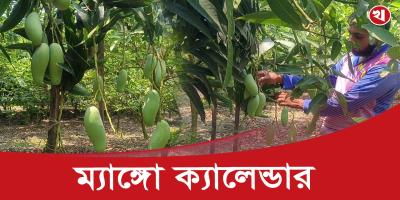 ক্যালেন্ডার দেখে আম খান