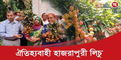 মাগুরার হাজরাপুরী লিচু পেয়েছে জি আই স্বীকৃতি