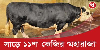 সোনারগাঁয়ে হাট মাতাবে সাড়ে ১১শ কেজি ওজনের মহারাজা