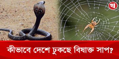 দেশে ঢুকছে বিদেশী বিষাক্ত সাপ, মাকড়সা, ব্যঙসহ নানা প্রাণী