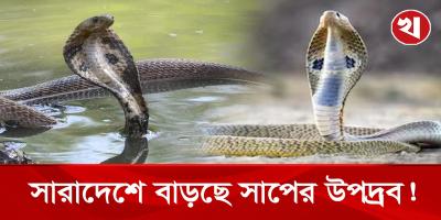 বন্যাকবলিত এলাকায় বাড়ছে সাপের উপদ্রব